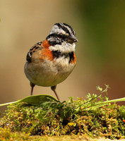 Rufous collared sparrow (bruant chingolo)