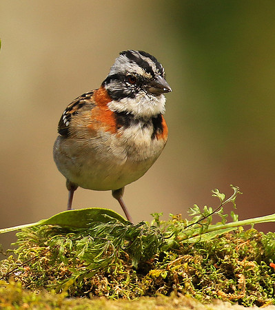 Rufous collared sparrow (bruant chingolo)
