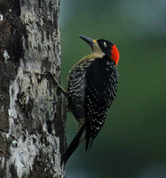 Black-cheeked woodpecker