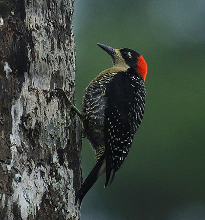 Black-cheeked woodpecker