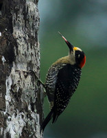 Black-cheeked woodpecker