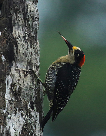 Black-cheeked woodpecker