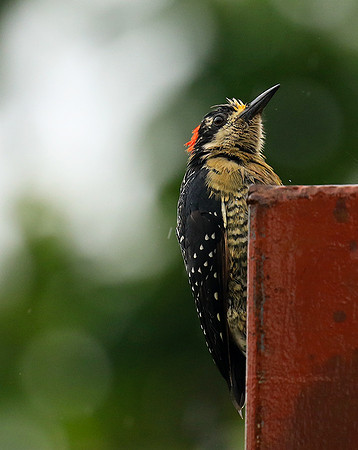 Black-cheeked woodpecker