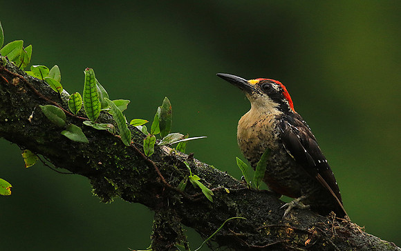 Black-cheeked woodpecker
