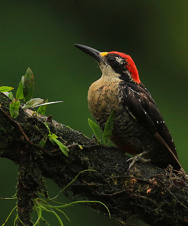 Black-cheeked woodpecker