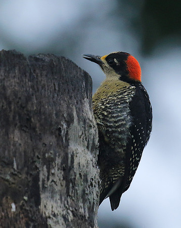Black-cheeked woodpecker