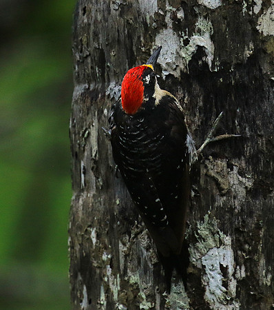 Black-cheeked woodpecker