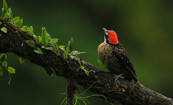 Black-cheeked woodpecker