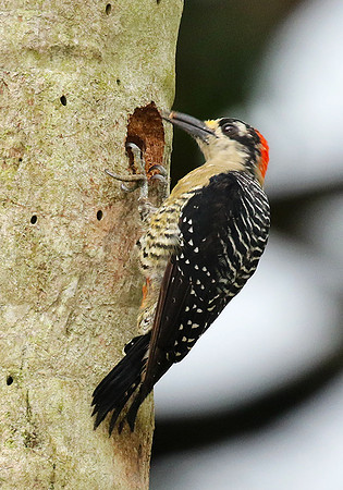 Black-cheeked woodpecker