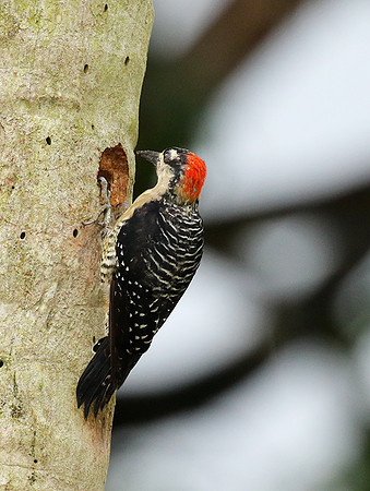 Black-cheeked woodpecker