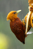 Chestnut colored woodpecker