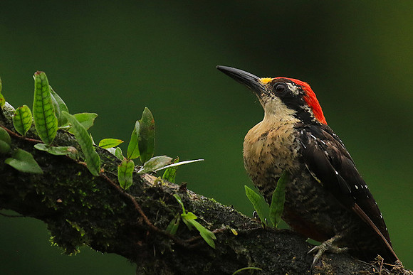 Black-cheeked woodpecker