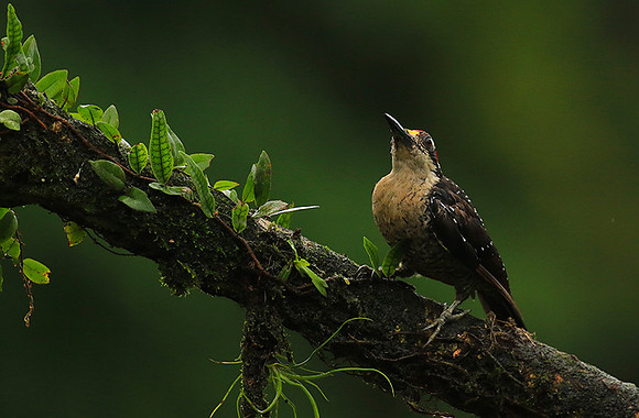 Black-cheeked woodpecker