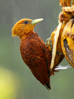 Chestnut colored woodpecker