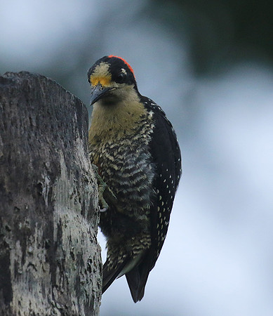 Black-cheeked woodpecker