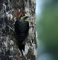 Black-cheeked woodpecker