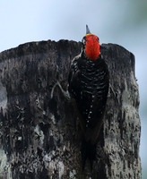 Black-cheeked woodpecker