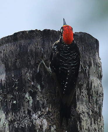 Black-cheeked woodpecker