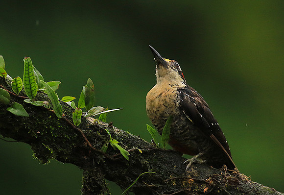 Black-cheeked woodpecker