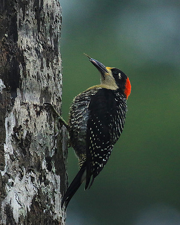 Black-cheeked woodpecker