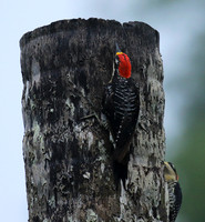 Black-cheeked woodpecker