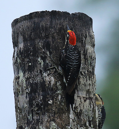 Black-cheeked woodpecker