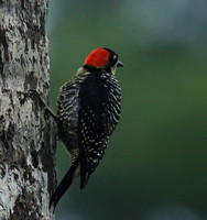 Black-cheeked woodpecker