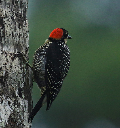 Black-cheeked woodpecker
