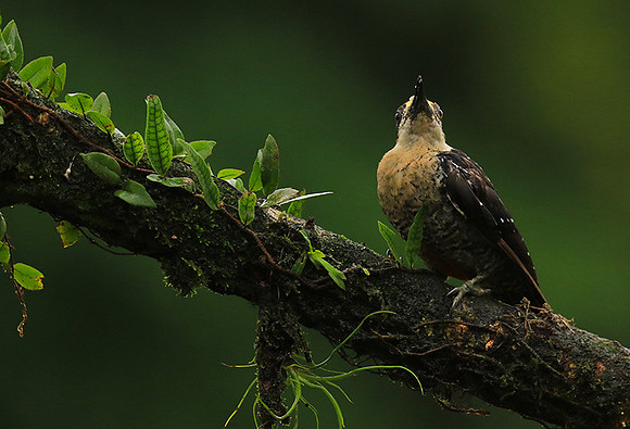Black-cheeked woodpecker
