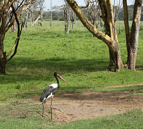 Laikipia