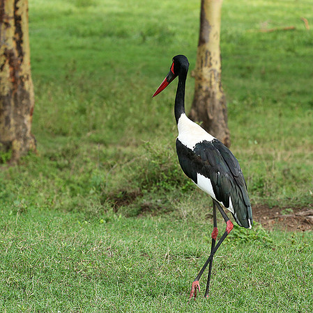 Laikipia