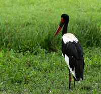 Laikipia