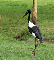 Laikipia