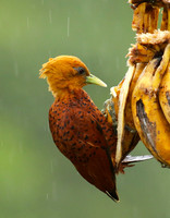 Chestnut colored woodpecker