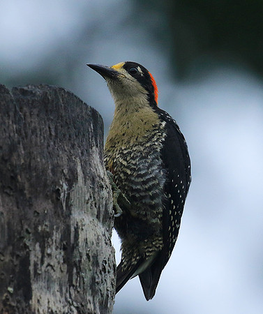 Black-cheeked woodpecker