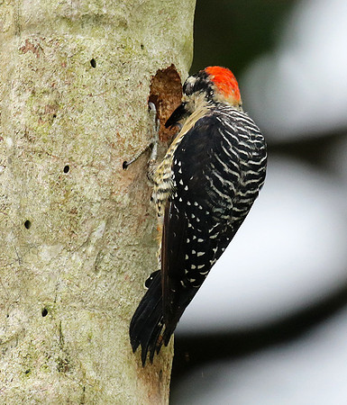 Black-cheeked woodpecker