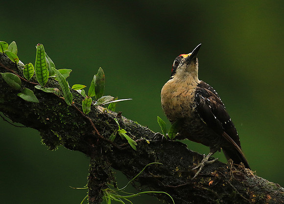 Black-cheeked woodpecker
