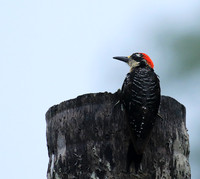 Black-cheeked woodpecker