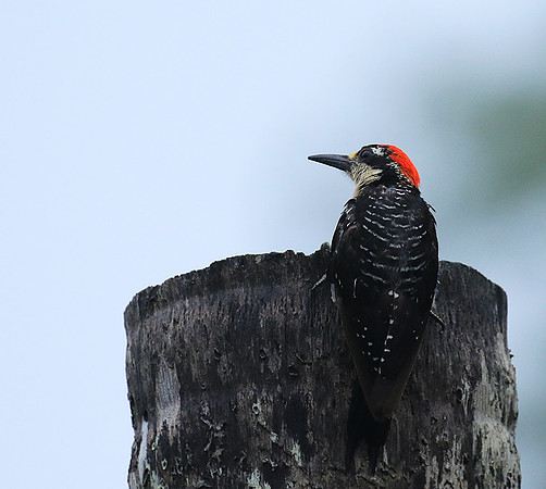 Black-cheeked woodpecker