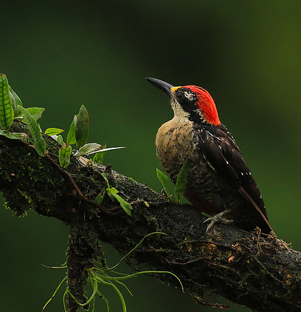 Black-cheeked woodpecker