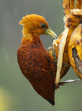 Chestnut colored woodpecker