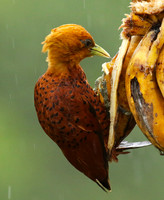 Chestnut colored woodpecker