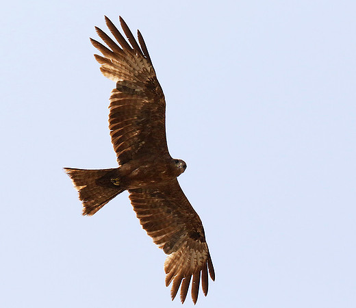 Tawny eagle