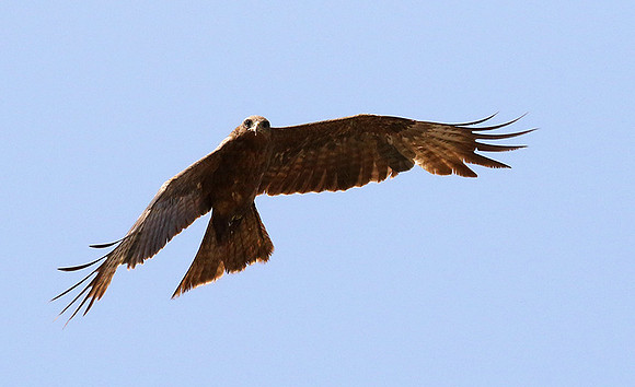 Tawny eagle