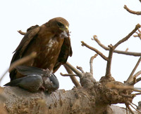 Tawny eagle