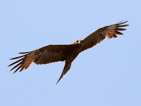 Tawny eagle