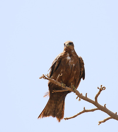 Tawny eagle