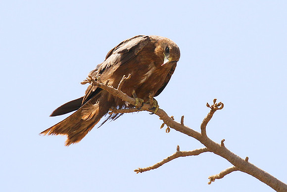 Tawny eagle