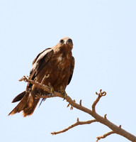 Tawny eagle