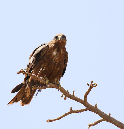 Tawny eagle